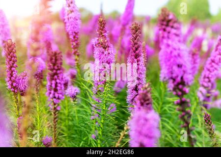 Schöne abstrakte landschaftliche Aussicht auf blühende lila Liatris spicata oder gayfeather Blumenwiese in Strahlen des Sonnenuntergangs warmes Sonnenlicht. Wildblume Stockfoto