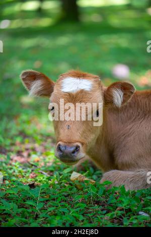 Junges rotes Kalb mit einem weißen Fleck auf dem Kopf Stockfoto