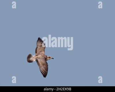 Möwenseevögele fliegen in blauem Himmel. Juvenile europäische Heringsmöwe, Larus argentatus im Flug. Stockfoto