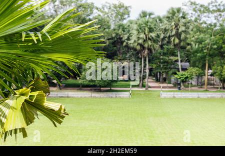 Grünes Palmblatt auf dem leeren Spielplatz Nahaufnahme mit Kopierplatz Stockfoto