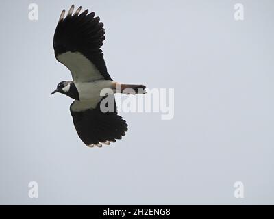 Northern Lapwing Peewit oder Green Lapwing (Vanellus vanellus) mit ausgebreiteten Flügeln im Ausstellungsflug über den Northern Pennines in Cumbria, England, Großbritannien Stockfoto