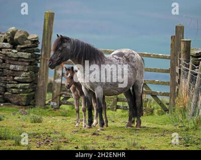 hardy Grey Stute und ihr junges Fohlen stehen bei Sonnenschein neben dem 5 Bar-Tor auf der Skyline in den Hochlandfellen über Eden Valley in Cumbria, England, UK Stockfoto