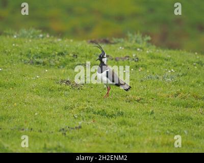 Northern Lapwing Peewit oder Green Lapwing (Vanellus vanellus) mit windgepeitschten Kamm, der auf Gras in Northern Pennines of Cumbria, England, geht Stockfoto