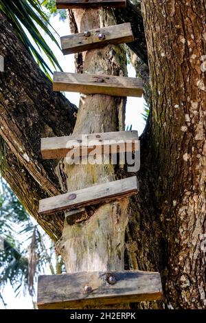 Eine alte hölzerne Plankentreppe auf dem Baum Stockfoto