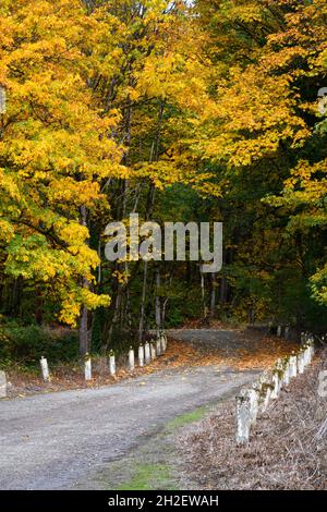 Alte Straße, die unter gelben Herbstbäumen mit weißen Pfosten gesäumt wird. Das ist eine leichte Kurve in der Straße, während es durch geht Stockfoto