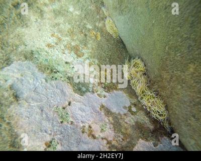 Unter Wasser Ansicht von Snakelocks anemone - Anemonia viridis. Stockfoto