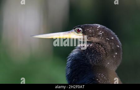 Ein Porträt einer Anhinga oder Schlangenvögel, aufgenommen in den Küstengebieten des Tortuguero National Park, Costa Rica Stockfoto