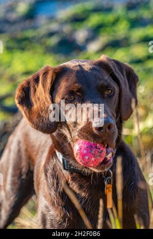 Labradinger oder Springerdor springer Spaniel Springador Cross Breed Hund. springer Spaniel, labrador Retriever, Gundog, Hund hält rosa Ball im Mund. Stockfoto