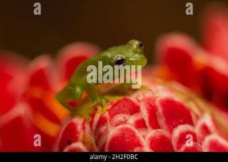 Ein Fleischmanns Glasfrosch (oder Hyalinobatrachium fleischmanni), der auf einer roten tropischen Blume in Costa Rica ruht Stockfoto
