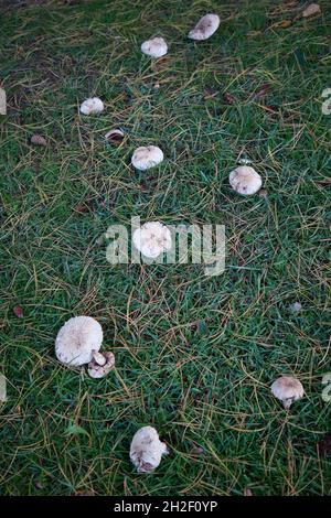 Im Herbst im Gras wachsende Kröten. Stockfoto
