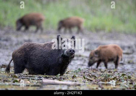 Wildschwein sät (sus scrofa ferus) und blickt mit erhobenem Kopf auf die Kamera, während Ferkel im Hintergrund im Schlamm stehen. Wildtiere in natürlichem Lebensraum Stockfoto