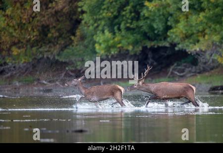 Rothirsch (Cervus elaphus) Männchen schnüffelt weibliche Hinterhand in flachem Wasser im Wald während der Paarungssaison. Wildtiere in natürlichem Lebensraum Stockfoto