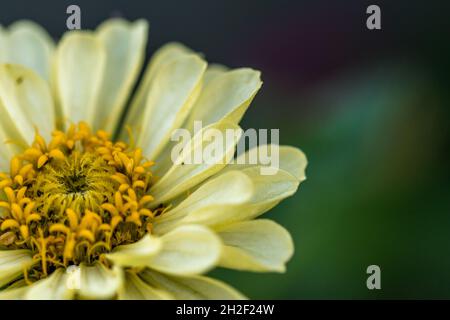 Nahaufnahme einer wunderschönen, blühenden gelben Zinnia elegans-Blume Stockfoto
