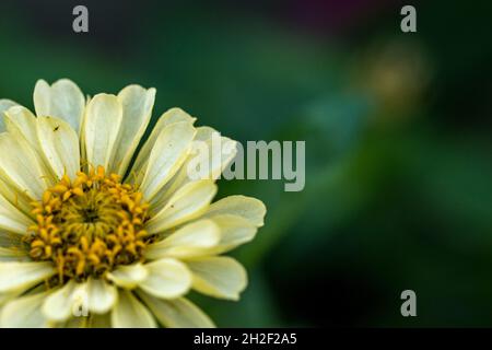 Nahaufnahme einer wunderschönen, blühenden gelben Zinnia elegans-Blume Stockfoto