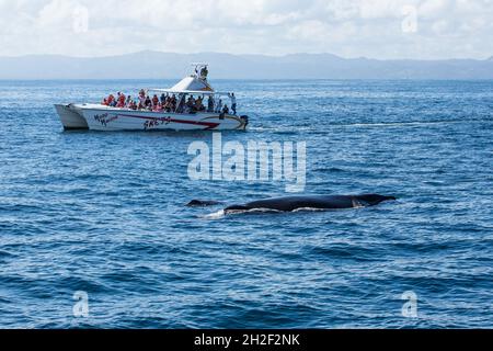 Eine Mutter & Kalb Buckelwale in den Zucht- und Kalbgebieten in Samana Bay, Dominikanische Republik. Stockfoto