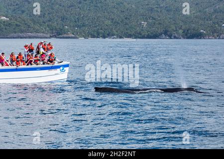 Eine Mutter & Kalb Buckelwale in den Zucht- und Kalbgebieten in Samana Bay, Dominikanische Republik. Stockfoto