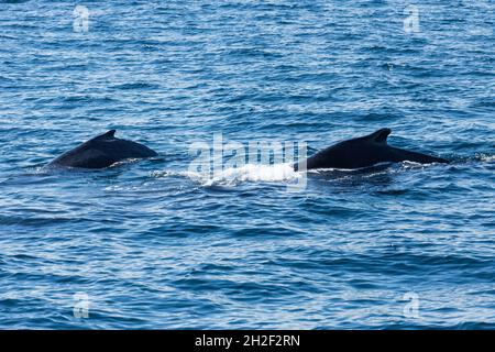 Eine Mutter & Kalb Buckelwale in den Zucht- und Kalbgebieten in Samana Bay, Dominikanische Republik. Stockfoto