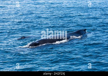 Eine Mutter & Kalb Buckelwale in den Zucht- und Kalbgebieten in Samana Bay, Dominikanische Republik. Stockfoto