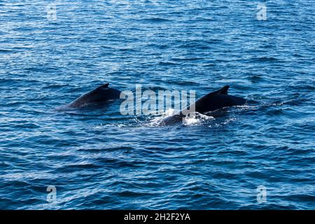 Eine Mutter & Kalb Buckelwale in den Zucht- und Kalbgebieten in Samana Bay, Dominikanische Republik. Stockfoto