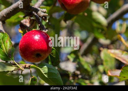 Kleiner roter Apfel auf einem wilden Apfelbaum in den Bergen Stockfoto