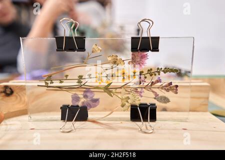 Eine Frau fixiert Glasplatten. Meisterkurs zur Rahmenerstellung mit Herbarium in tiffany-Technik in Buntglas. Herbarium von getrockneten verschiedenen Pflanzen Stockfoto