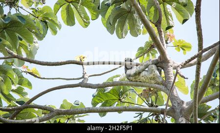 Faultier-Bär hängt in einem Baum und entspannt den Kopf auf dem Ast lächelnd Stockfoto