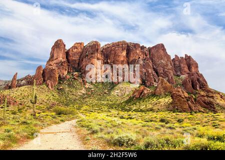 Lost Dutchman State Park Hiking Trail mit gelben Brittlebush Wildblumen. Eintritt zum Treasure Loop Trail im Lost Dutchman State Park nach Flatiron. Stockfoto