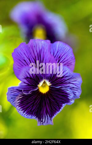 Nahaufnahme des wunderschönen blauen Stiefmütterchen - Asheville, North Carolina, USA Stockfoto