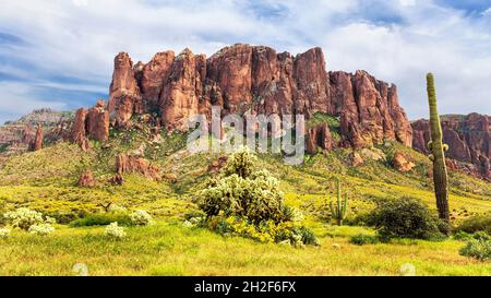 Panorama von Flatiron von Lost Dutchman mit Jumping Cholla, Saguaro und Yellow Brittlebush. Wunderschöne Wüste im blühenden Hintergrund. Stockfoto