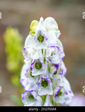 Nahaufnahme von Aconitum x cammarum 'Bicolor' aka Aconit Blume im Spätsommerblüten Stockfoto