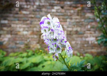 Nahaufnahme von Aconitum x cammarum 'Bicolor' aka Aconit Blume im Spätsommerblüten Stockfoto