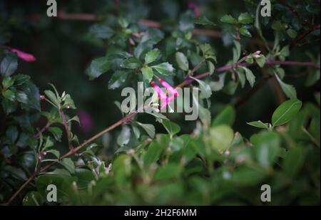 Nahaufnahme von Cantua buxifolia aka qantu, qantus oder qantuta, einer blühenden Pflanze, die in den hohen Tälern der Yungas der Anden gefunden wurde und sa war Stockfoto