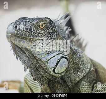 Iguana konzentrierte sich während des Urlaubs scharf darauf, ihre robusten Eigenschaften, Hautmuster und individuellen Persönlichkeiten zu zeigen Stockfoto