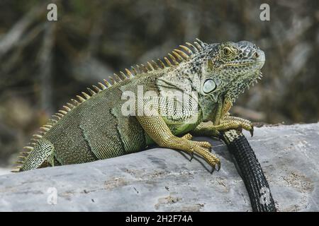 Iguana konzentrierte sich während des Urlaubs scharf darauf, ihre robusten Eigenschaften, Hautmuster und individuellen Persönlichkeiten zu zeigen Stockfoto