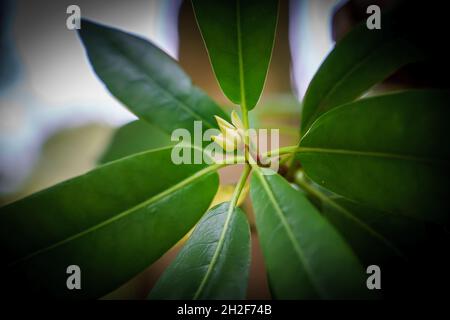 Nahaufnahme einer jungen Knospe auf einem großen Lorbeer (Rhododendron Maximum) aka Great, Rosebay, American und Big Rhododendron Stockfoto