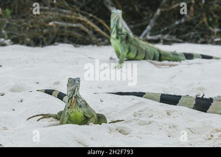 Iguana konzentrierte sich während des Urlaubs scharf darauf, ihre robusten Eigenschaften, Hautmuster und individuellen Persönlichkeiten zu zeigen Stockfoto