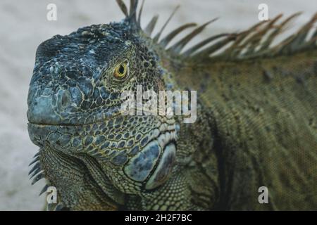 Iguana konzentrierte sich während des Urlaubs scharf darauf, ihre robusten Eigenschaften, Hautmuster und individuellen Persönlichkeiten zu zeigen Stockfoto