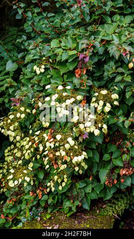 Nahaufnahme der Kletterhortensie (Hydrangea petiolaris) in Penrhyn Castle Walled Gardens, Bangor Wales, Großbritannien Stockfoto