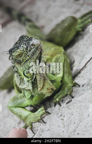 Iguana konzentrierte sich während des Urlaubs scharf darauf, ihre robusten Eigenschaften, Hautmuster und individuellen Persönlichkeiten zu zeigen Stockfoto