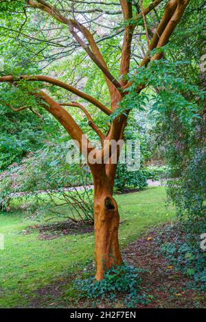 Nahaufnahme eines hohen Stewartia-Baumes (Stewartia monadelpha) mit glänzender Bronzebinde Stockfoto