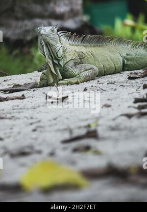 Iguana konzentrierte sich während des Urlaubs scharf darauf, ihre robusten Eigenschaften, Hautmuster und individuellen Persönlichkeiten zu zeigen Stockfoto