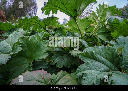 Brasilianischer Rieserrhabarber (Gunnera manicata), der in den Moorgärten von Penrhyn Castle, Bangor Wales, Großbritannien, wächst Stockfoto