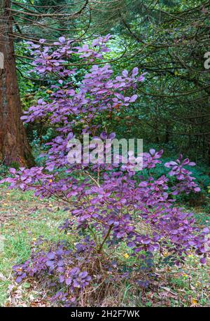 Nahaufnahme eines purpurnen Rauchbuschbaums (Cotinus coggygria Royal purple) Stockfoto