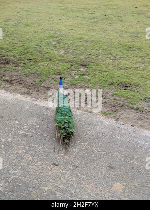 Vertikale Aufnahme eines Pfaus (Pavo cristatus), der in einem Park draußen läuft Stockfoto
