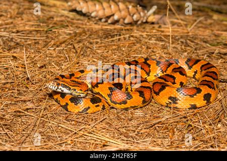 Okeetee Corn Snake – Pantherophis guttatus Stockfoto