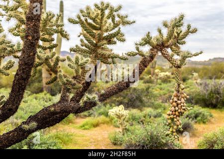 Springende Cholla mit Single Long Fruit Bundle im verschwommenen HintergrundKettenfrucht-Cholla-Arm mit einem Bundle von verketteten Früchten im Landschaftsbau. Stockfoto