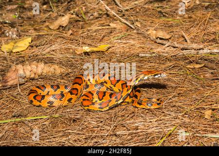 Okeetee Corn Snake – Pantherophis guttatus Stockfoto