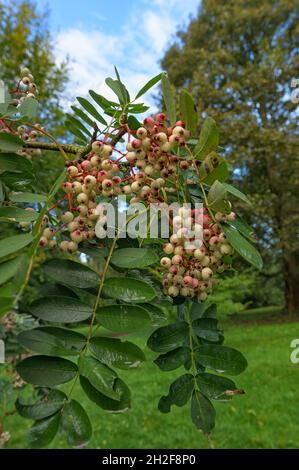 Sorbus Pink Pagode - Bergasche im Lynford Arboretum in Norfolk im Herbst. Stockfoto