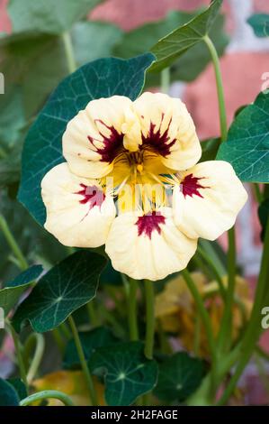 Tropeolum majus Prince Charming cremig gelb mit dunkelroten Akzenten Sommer blühenden buschig.Nasturttium ideal für Töpfe und Behälter und in Grenzen Stockfoto