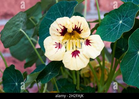 Tropeolum majus Prince Charming cremig gelb mit dunkelroten Akzenten Sommer blühenden buschig.Nasturttium ideal für Töpfe und Behälter und in Grenzen Stockfoto